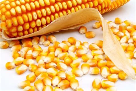 反对进口转基因玉米！全球最大玉米生产国出口将遭重创！