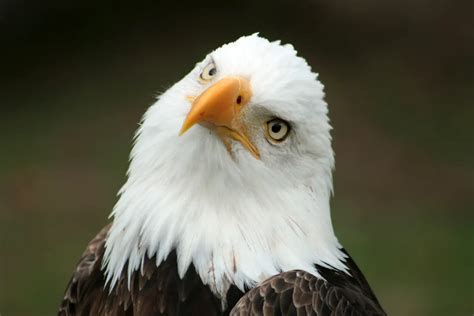 Six Tips for Photographing Bald Eagles | Audubon