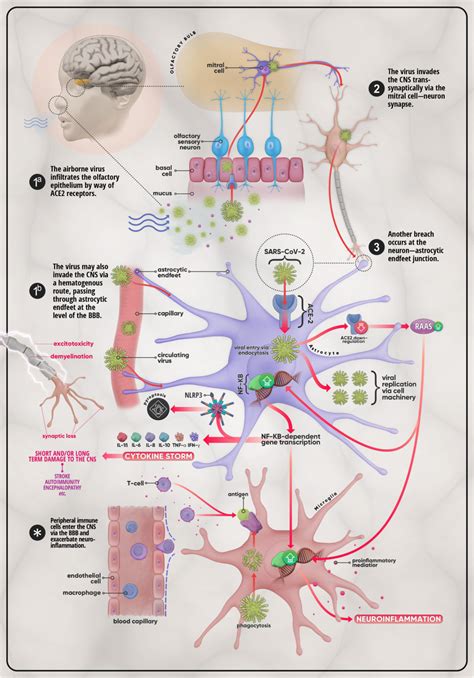 NRR：SARS-CoV-2入侵中枢神经系统的直接和间接途径|生物|新冠肺炎_新浪新闻