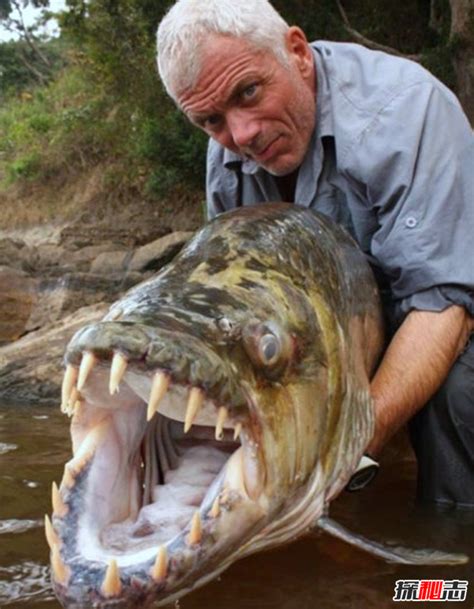 不止亚马逊河有食人鱼，海洋里还有一种食人魔鱼！