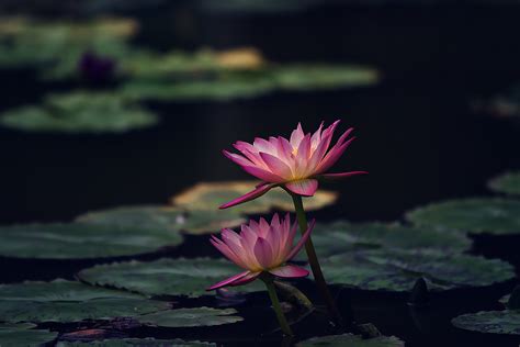 蓬勃美丽的莲花高清图片下载-正版图片600170402-摄图网