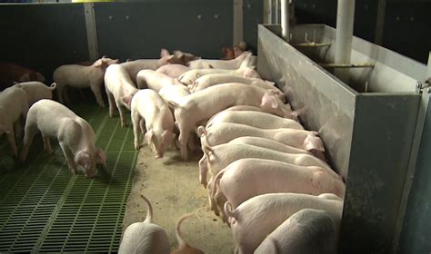 市场预期较强叠加部分地区疫情影响生猪出栏 周末猪价反弹农业资讯-农信网