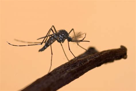 亚洲虎蚊,吸血动物,蚊子摄影素材,汇图网www.huitu.com