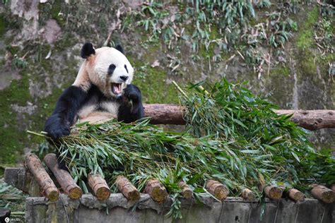 2019上海动物园_旅游攻略_门票_地址_游记点评,上海旅游景点推荐 - 去哪儿攻略社区