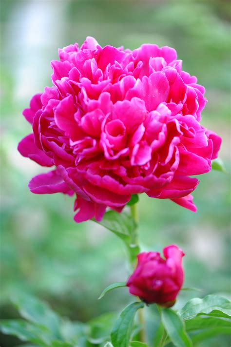 芍药图片