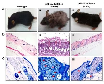逆龄小鼠：脱发、皱纹可能有救了—论文—科学网