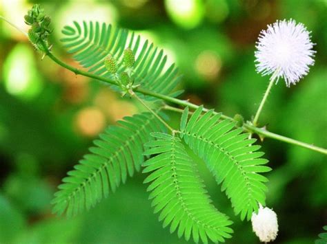 含羞草的特点描写 含羞草是一种什么样的植物 - 生活常识 - 领啦网
