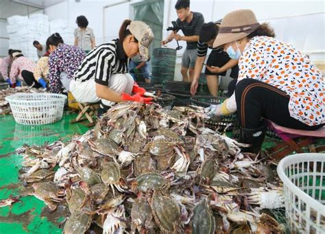 江苏连云港：伏季开渔 首批海鲜上市-人民图片网