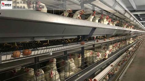 信阳智能自动化养鸡设备图片 河南凤银牧业养殖设备供应