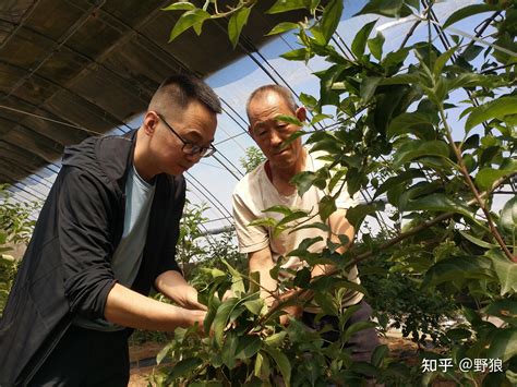 神木：植入“科技芯” 激活农业发展新动能 - 知乎