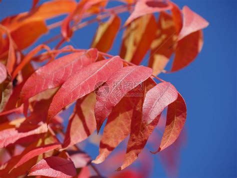 秋天树上生机勃的红色树叶中等宽高清图片下载-正版图片504321521-摄图网