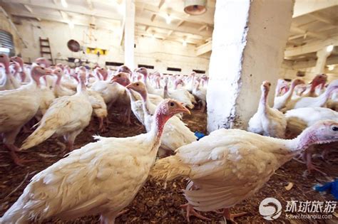火鸡养殖成本利润，附市场前景 - 农敢网