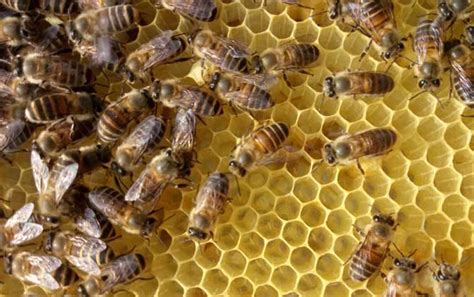蜂蜜蜂场蜜蜂养殖4k_3840X2160_高清视频素材下载(编号:8813629)_实拍视频_光厂(VJ师网) www.vjshi.com