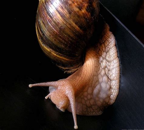 非洲大蜗牛_360百科