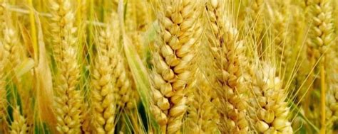 印度小麦亩产多少斤？和我国小麦比，差距有多大？_腾讯视频