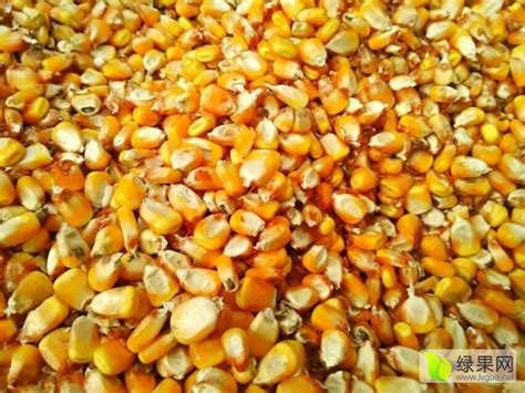 豫玉22玉米品种简介,美豫玉米品种简介,豫玉玉米种_大山谷图库
