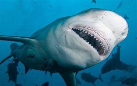 史前咬合力第一的动物：巨齿鲨(后端咬合力可达36吨)-小狼观天下