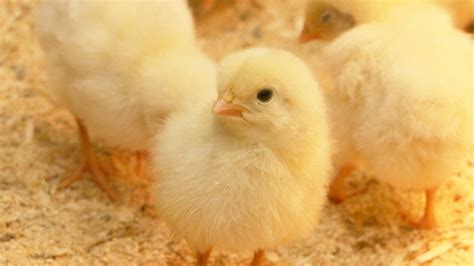 小鸡是怎样孵化的,孵小鸡的方法有两种