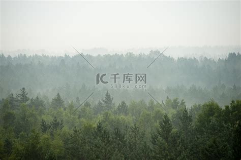 雾气弥漫的森林全景高清图片下载-正版图片307546782-摄图网