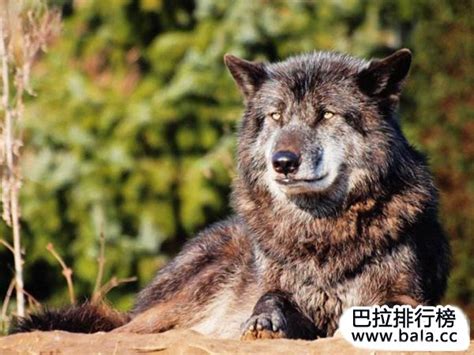 人们总是把狼说成是贪婪的 西北狼却可以以命来报答|西北狼|狼|秦文化_新浪新闻
