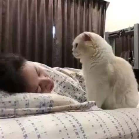 女主睡前有抱猫咪习惯，一天太困没抱它，猫咪竟用爪子叫主人起床_耳猫