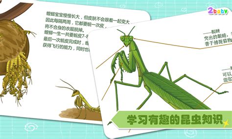 昆虫记螳螂介绍卡片,摘抄,片段_大山谷图库