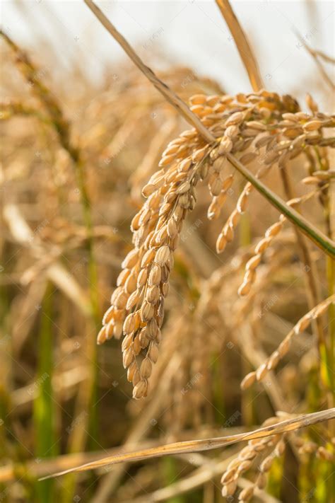 农作物水稻摄影图高清摄影大图-千库网