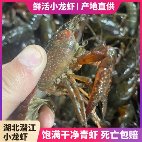 [潜江市小龙虾批发] 常年供应小龙虾，价格随行就市，欢迎砸单价格32元/斤 - 惠农网