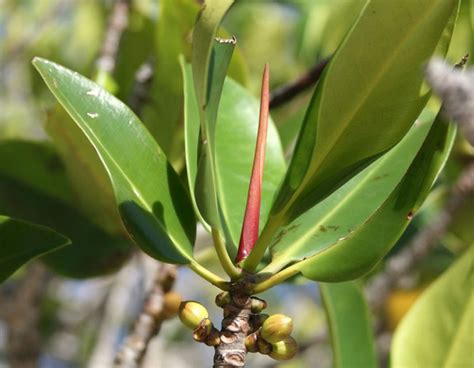 银叶金合欢(Acacia podalyriifolia)|金合欢|银叶|相思_新浪新闻