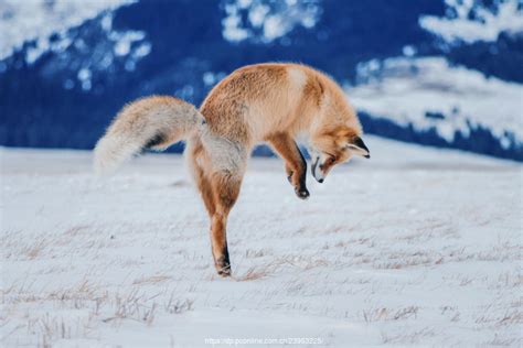 雪地里的棕色狐狸摄影图__野生动物_生物世界_摄影图库_昵图网nipic.com