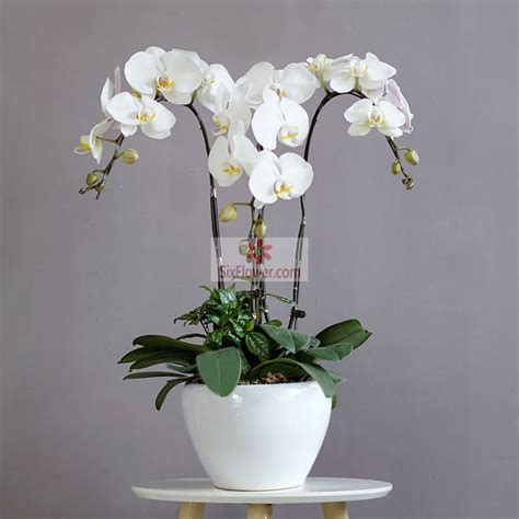 4株白色蝴蝶兰，温暖心情 - 六朵花