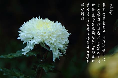 10首咏菊的诗词名篇，此花开尽更无花_菊花