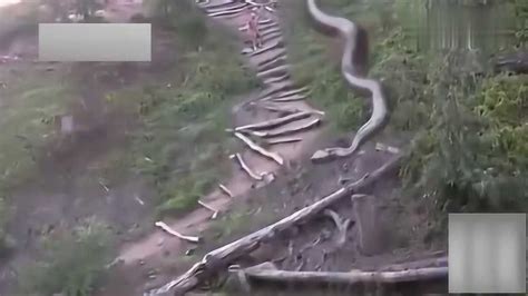 监控实拍 世界上最大的蛇! 五十余米巨蛇横卧吓坏路人_腾讯视频