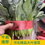 [菠菜批发]菠菜，精品菜，普通菜，包装人工一条龙服务价格0.50元/斤 - 一亩田