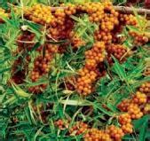 沙棘黄酮40% 沙棘提取物 沙棘肽 植物萃取 田禾厂家供应1kg起售-阿里巴巴