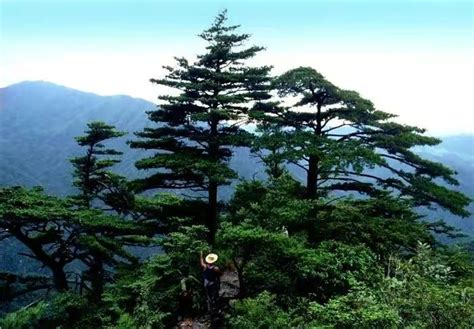 世界上最值钱的树木（全球最贵的10种树）_烁达网
