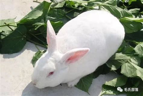养兔技术｜獭兔的生长规律及5个饲养管理措施__凤凰网