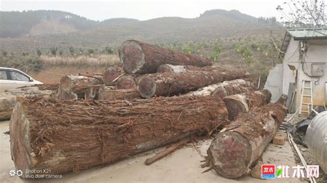 大量出售杉木原木，方木，代锯各--板材原木_产品图片信息_中国木材网！