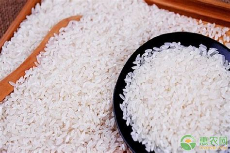 盘锦大米的特点和产地是什么？为何盘锦大米品质如此优越？ - 惠农网