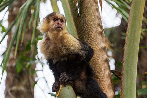 巴西卷尾猴的特点 - 业百科