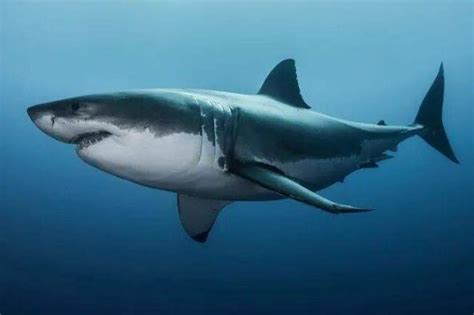 近距离摄影恐怖鲨鱼真貌 - 科学探索的日志 - 网易博客