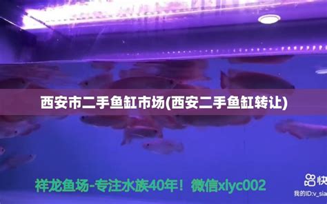 西安市二手鱼缸市场(西安二手鱼缸转让) - 白子银版鱼 - 广州观赏鱼批发市场