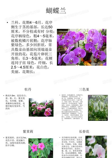 常见的盆栽名字和图片,绿植盆栽名字图片大全_大山谷图库