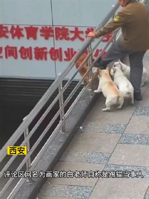 陕西西安，西安体育学院内一老人将猫咪从高空踢下……|猫|流浪猫_新浪新闻