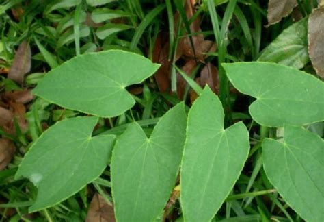 三钱三草药图片