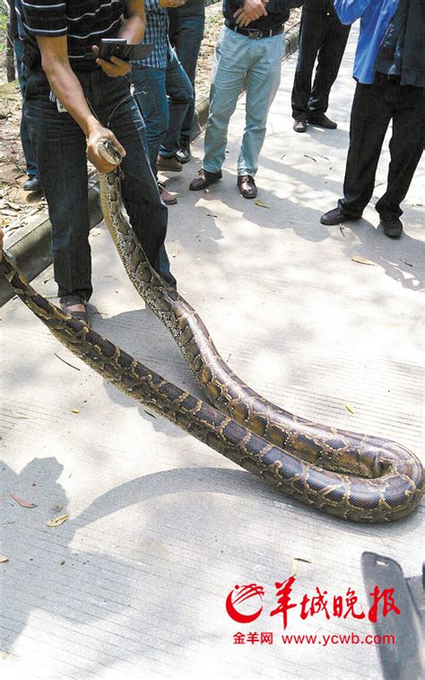 最长的蛇1亿米的蛇图片