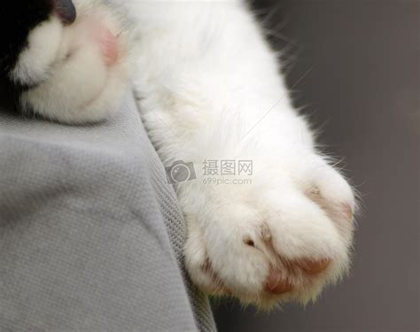 猫爪子图片