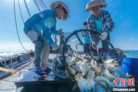 中国最贵的观赏鱼-58同城