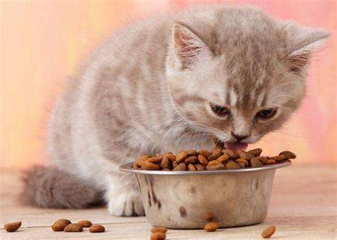 这六种食物不要给猫吃，轻则生病，重则丧命 - 知乎