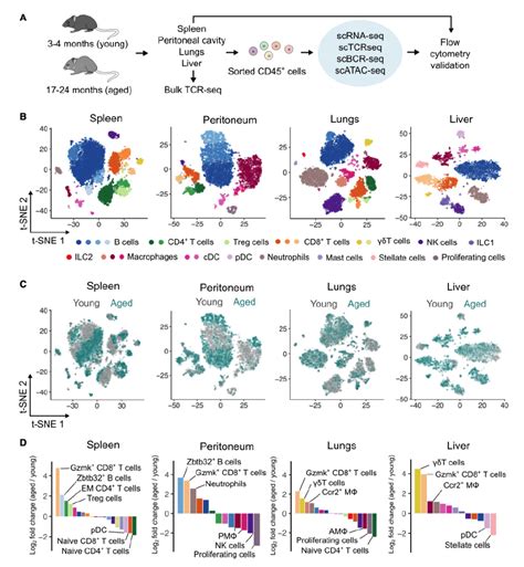 免疫学一区顶刊：质谱流式细胞单细胞蛋白组学揭示免疫衰老保守标志物|细胞|小鼠|免疫_新浪新闻